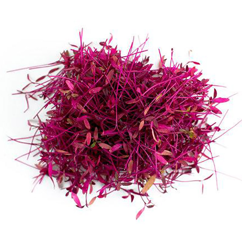 Amaranth_800x800