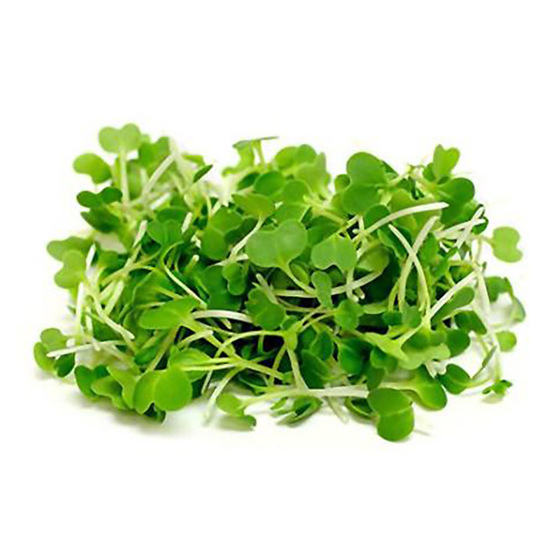 pak-choi_800x800