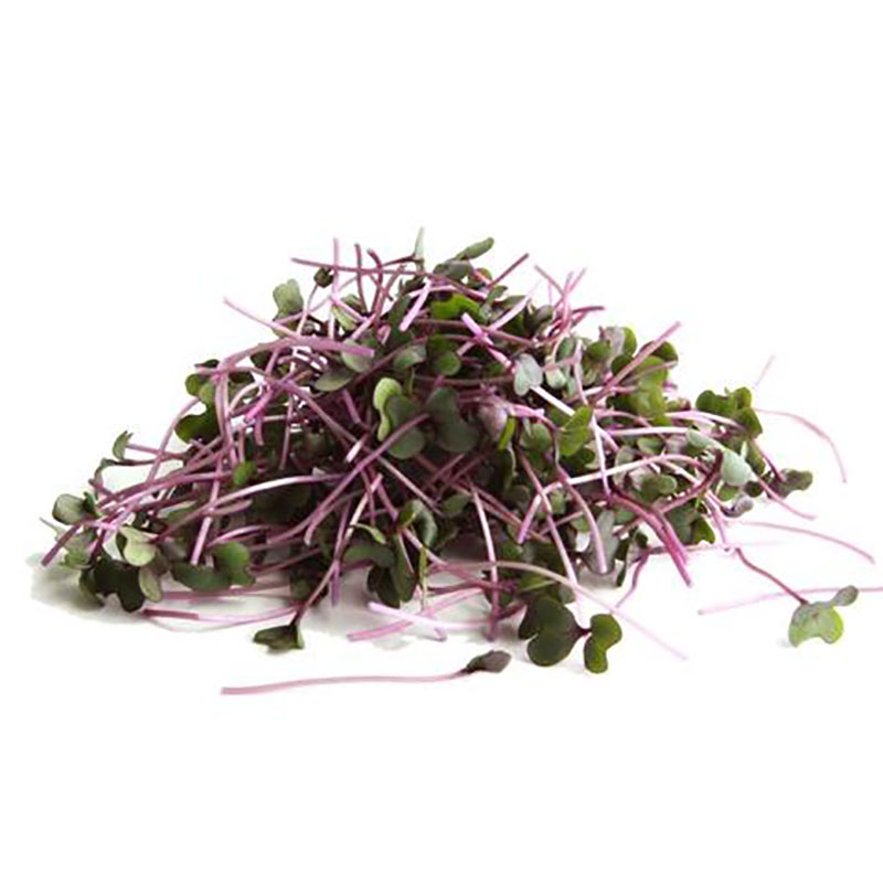 redcabbage_800x800