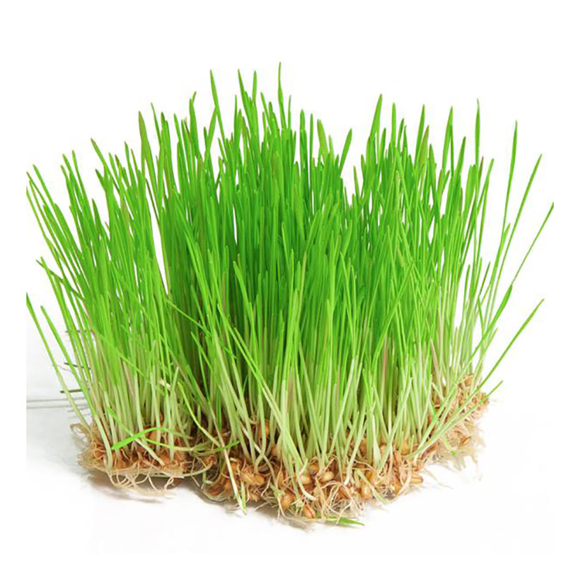 wheatgrass_800x800